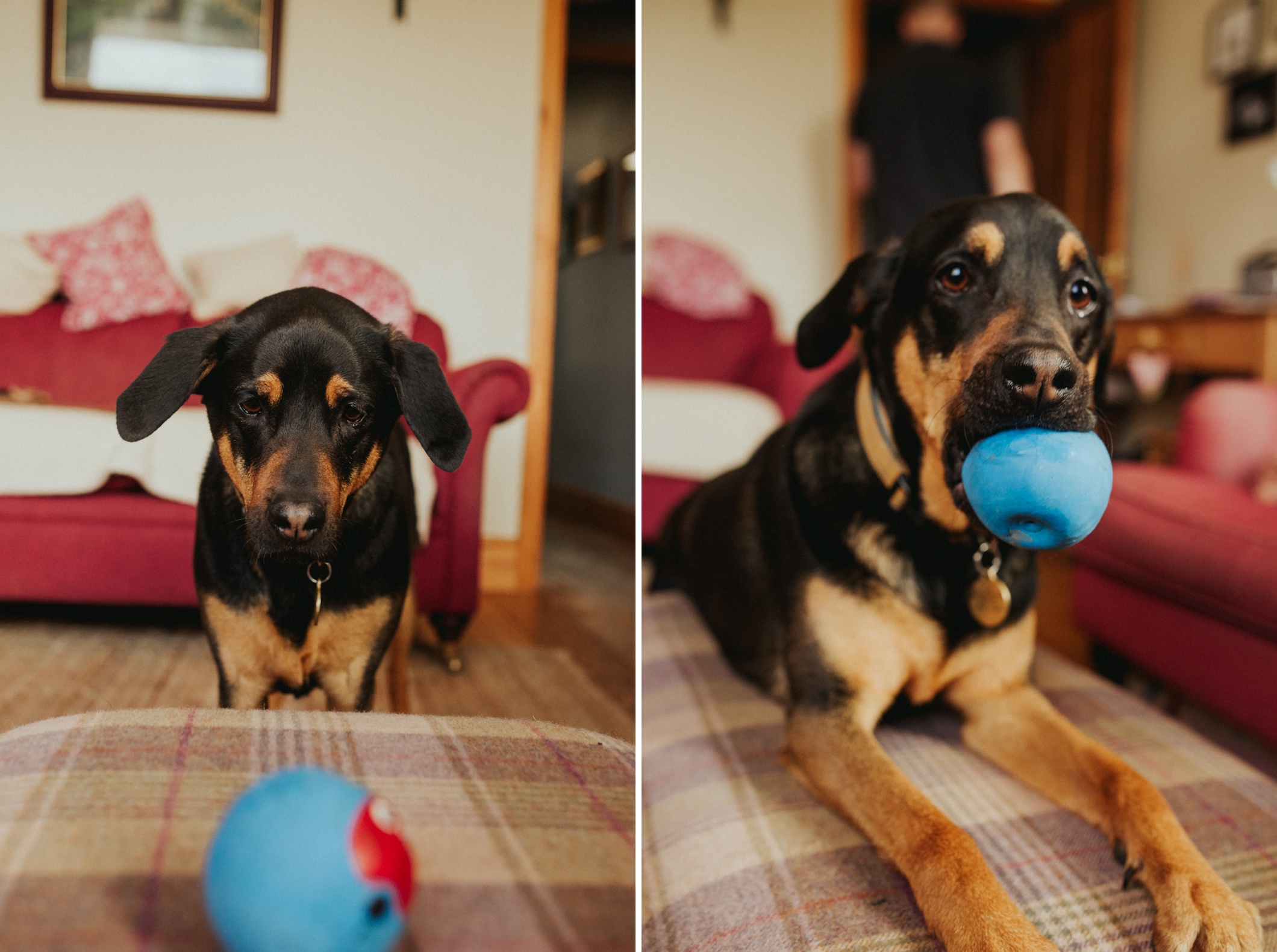 derbyshire pet photography