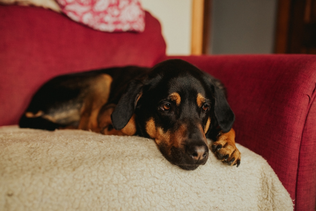 Pet Photography Derbyshire - Becky Ryan Photography